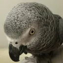 Lau JOHN 的個人頭像